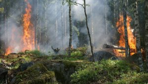 Орман өрті: Абай облысындағы бүгінгі жағдай