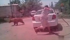 Өзбекстанда мектепке кіріп кеткен аюды полицейлер атып тастады
